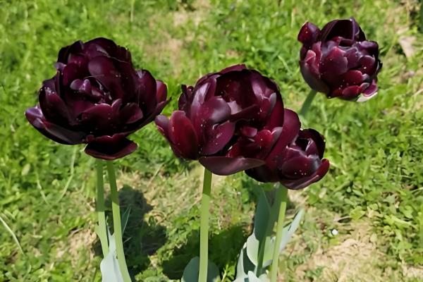 黑色郁金香有什么花语,代表神秘、珍贵、至高无上