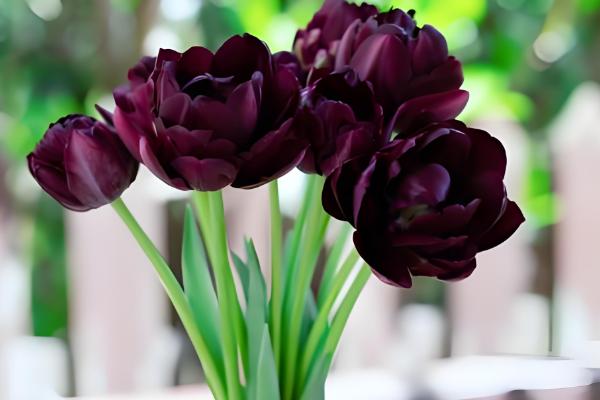 黑色郁金香有什么花语,代表神秘、珍贵、至高无上