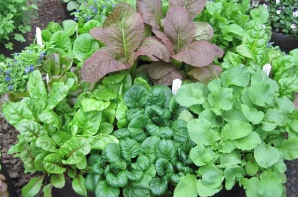 种植蔬菜一亩的利润，大约是3-4万元一年