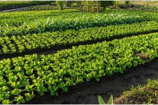 种植蔬菜一亩的利润，大约是3-4万元一年