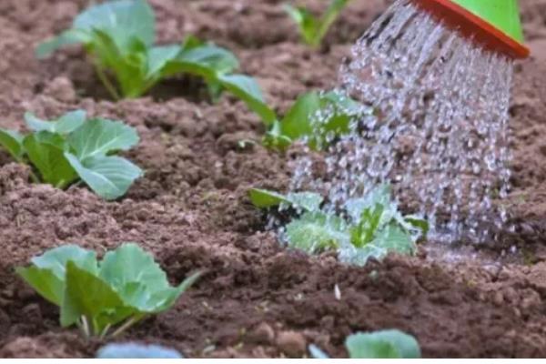 种植蔬菜一亩的利润，大约是3-4万元一年