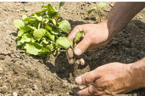 种植蔬菜一亩的利润，大约是3-4万元一年