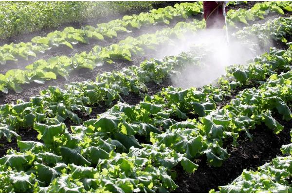 种植蔬菜一亩的利润，大约是3-4万元一年