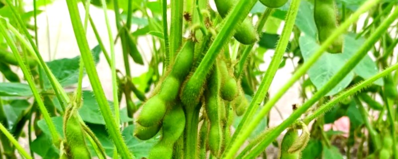 黑豆怎么种植，需要定期为黑豆补充水分