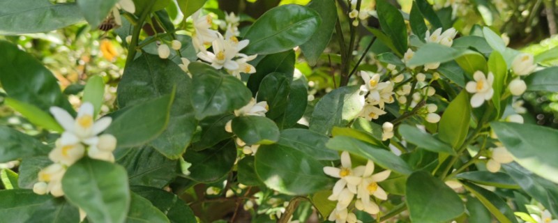 柑橘花期能不能使用矿物油，使用后容易影响授粉