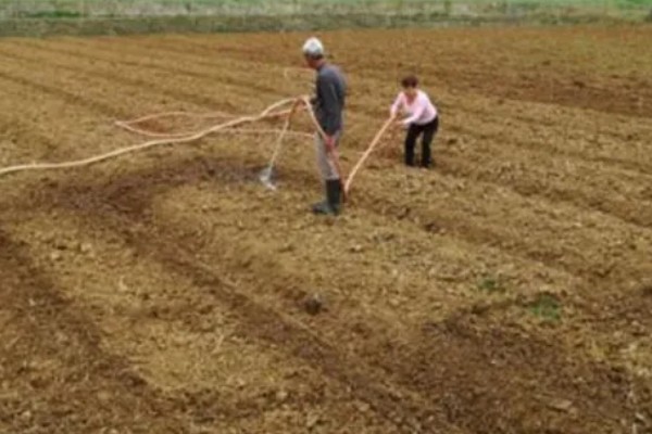 黑豆怎么种植,需要定期为黑豆补充水分