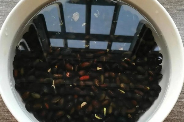 黑豆怎么种植,需要定期为黑豆补充水分