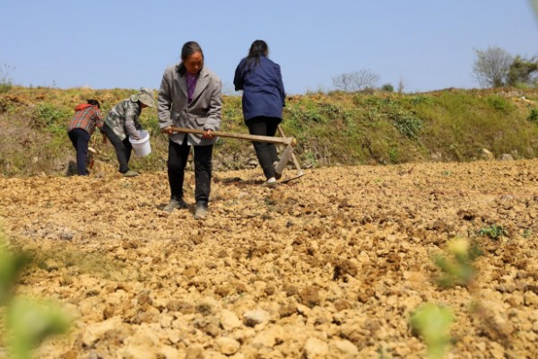 黑豆怎么种植,需要定期为黑豆补充水分
