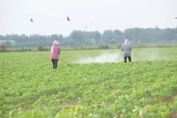 黑豆怎么种植,需要定期为黑豆补充水分