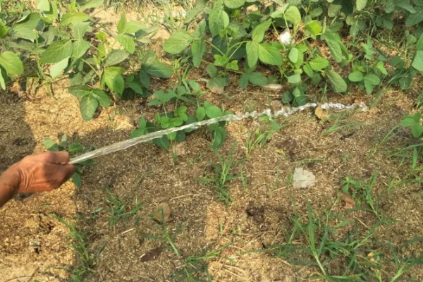 黑豆怎么种植,需要定期为黑豆补充水分