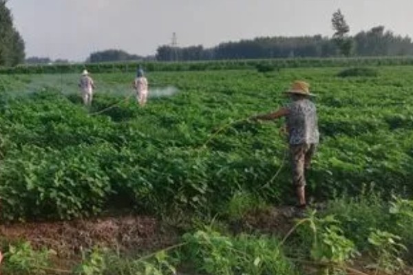 黑豆怎么种植,需要定期为黑豆补充水分