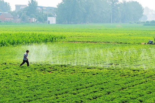 黑豆怎么种植,需要定期为黑豆补充水分
