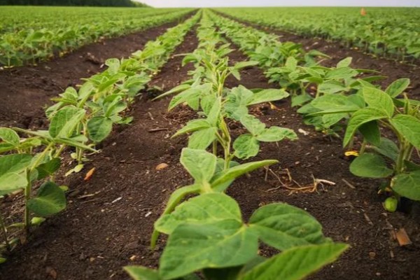 黑豆怎么种植,需要定期为黑豆补充水分