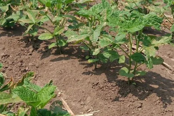 黑豆怎么种植,需要定期为黑豆补充水分