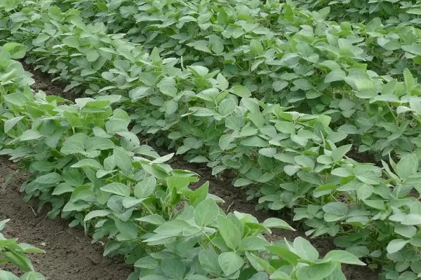 黑豆怎么种植,需要定期为黑豆补充水分