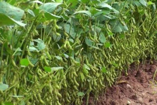 黑豆怎么种植,需要定期为黑豆补充水分