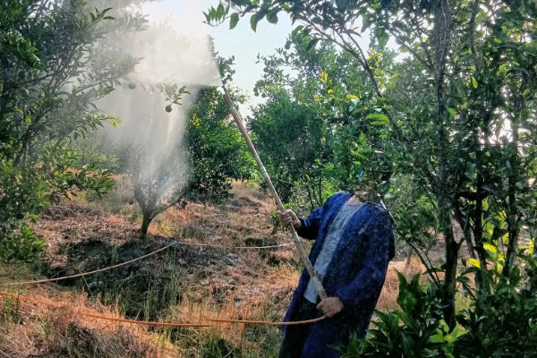 柑橘花期能不能使用矿物油,使用后容易影响授粉