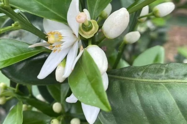 柑橘花期能不能使用矿物油,使用后容易影响授粉