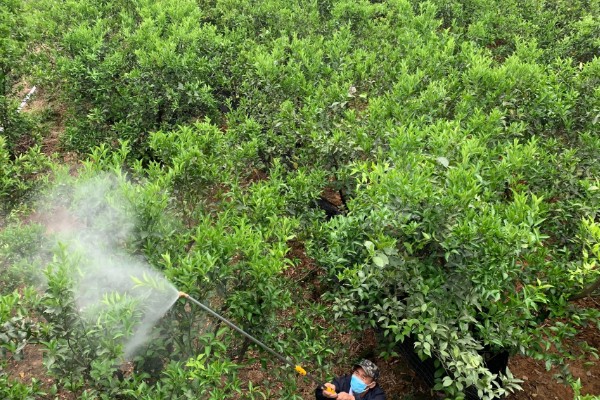 柑橘花期能不能使用矿物油,使用后容易影响授粉