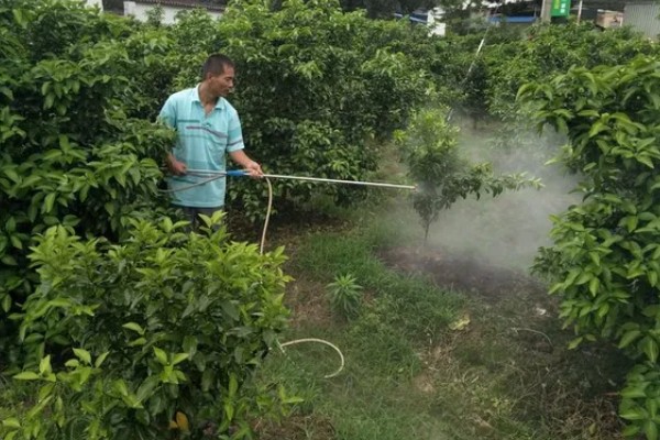 柑橘花期能不能使用矿物油,使用后容易影响授粉