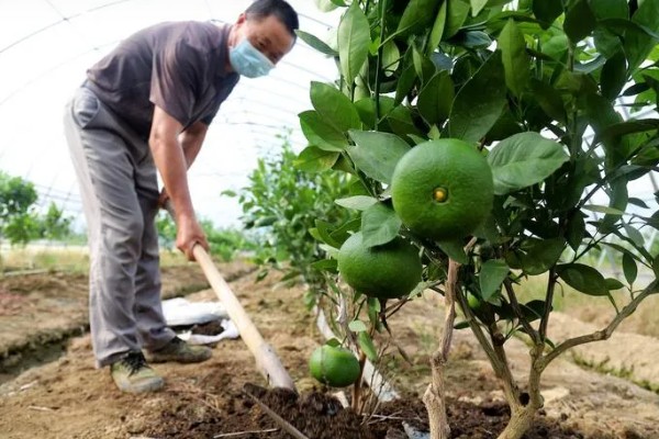 柑橘花期能不能使用矿物油,使用后容易影响授粉