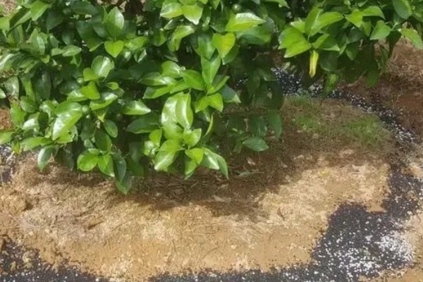 柑橘花期能不能使用矿物油,使用后容易影响授粉