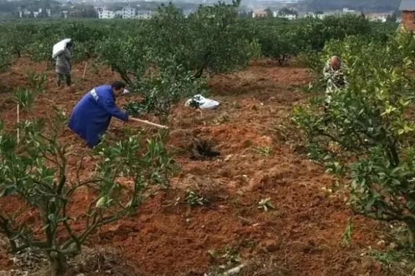 柑橘花期能不能使用矿物油,使用后容易影响授粉