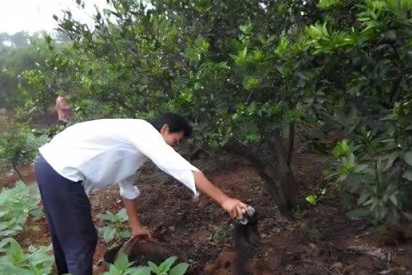 柑橘花期能不能使用矿物油,使用后容易影响授粉