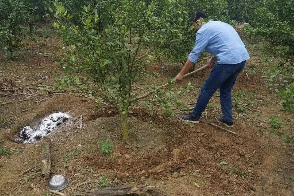柑橘花期能不能使用矿物油,使用后容易影响授粉