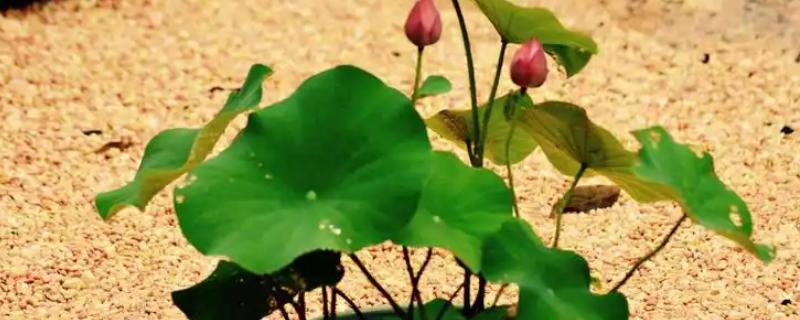 荷花花期养护方法，每天见光不可低于6小时