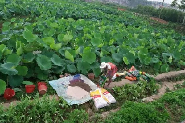 荷花花期养护方法，每天见光不可低于6小时