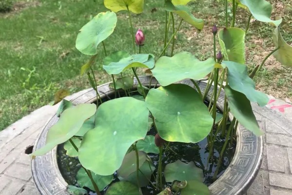 荷花花期养护方法，每天见光不可低于6小时