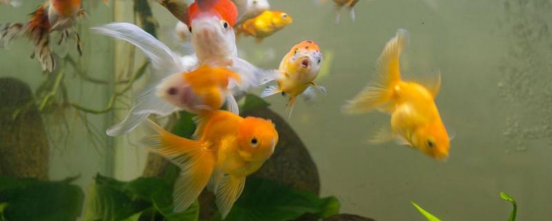 深度为40厘米的鱼缸需要多高的水位，保持在35厘米左右比较好