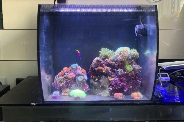 深度为40厘米的鱼缸需要多高的水位，保持在35厘米左右比较好