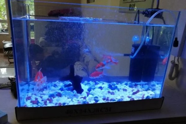 深度为40厘米的鱼缸需要多高的水位，保持在35厘米左右比较好