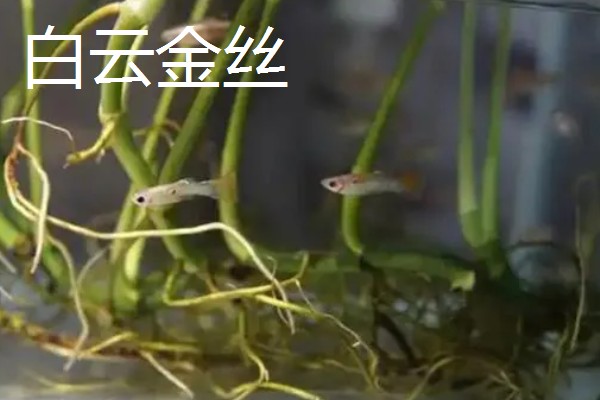 深度为40厘米的鱼缸需要多高的水位，保持在35厘米左右比较好