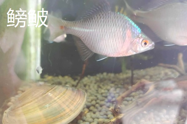 深度为40厘米的鱼缸需要多高的水位，保持在35厘米左右比较好