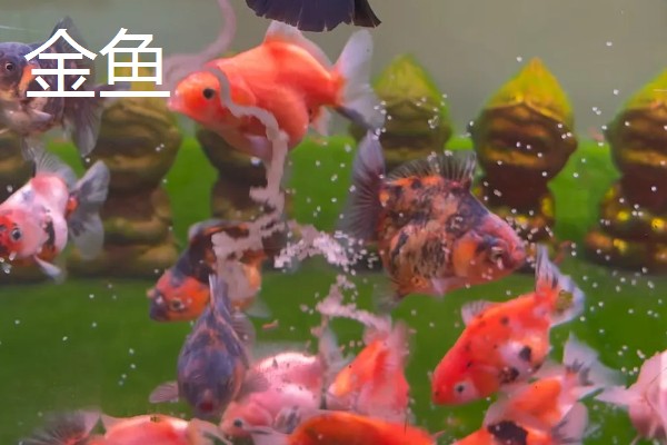 深度为40厘米的鱼缸需要多高的水位，保持在35厘米左右比较好