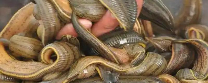 蚂蟥养殖需要投资多少，一亩成本为5000元左右