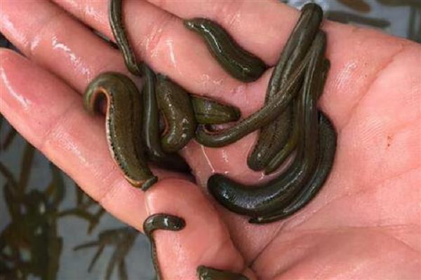 蚂蟥养殖需要投资多少，一亩成本为5000元左右