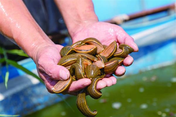 蚂蟥养殖需要投资多少，一亩成本为5000元左右