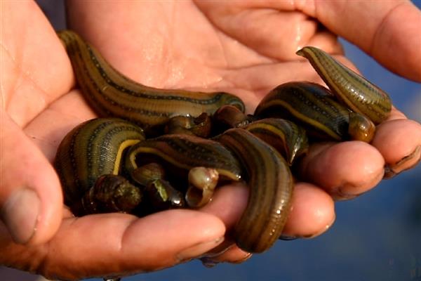 蚂蟥养殖需要投资多少，一亩成本为5000元左右