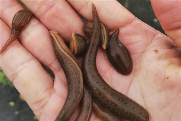 蚂蟥养殖需要投资多少，一亩成本为5000元左右