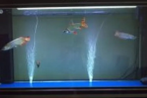 深度为40厘米的鱼缸需要多高的水位，保持在35厘米左右比较好