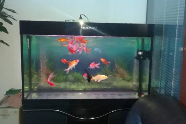 深度为40厘米的鱼缸需要多高的水位，保持在35厘米左右比较好