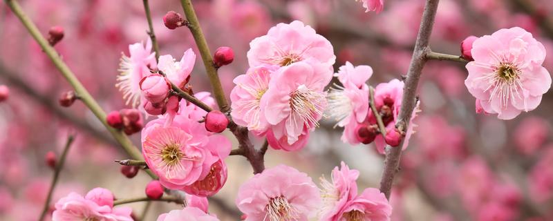 冬季开花的花卉，有梅花、山茶花等