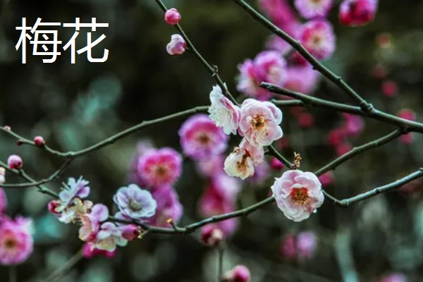 冬季开花的花卉，有梅花、山茶花等