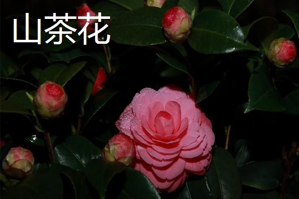 冬季开花的花卉，有梅花、山茶花等