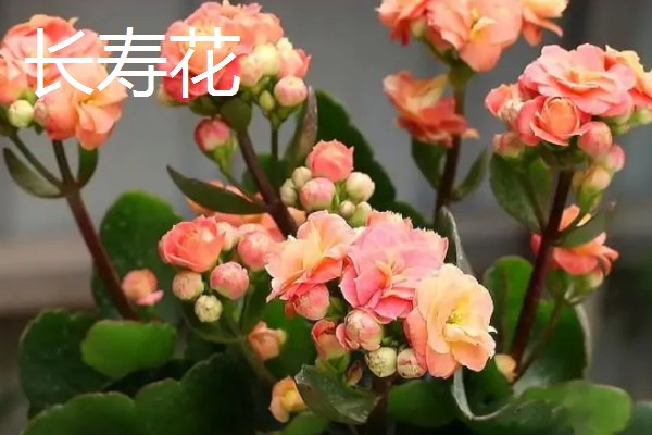 冬季开花的花卉，有梅花、山茶花等