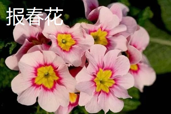 冬季开花的花卉，有梅花、山茶花等
